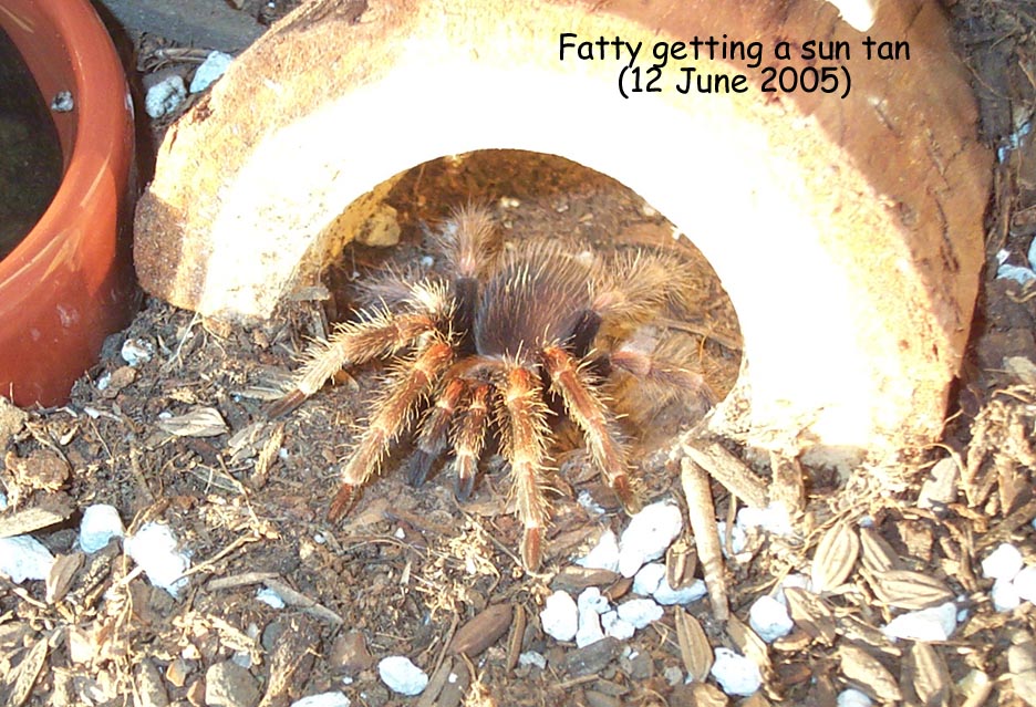 Sun tan Fatty
