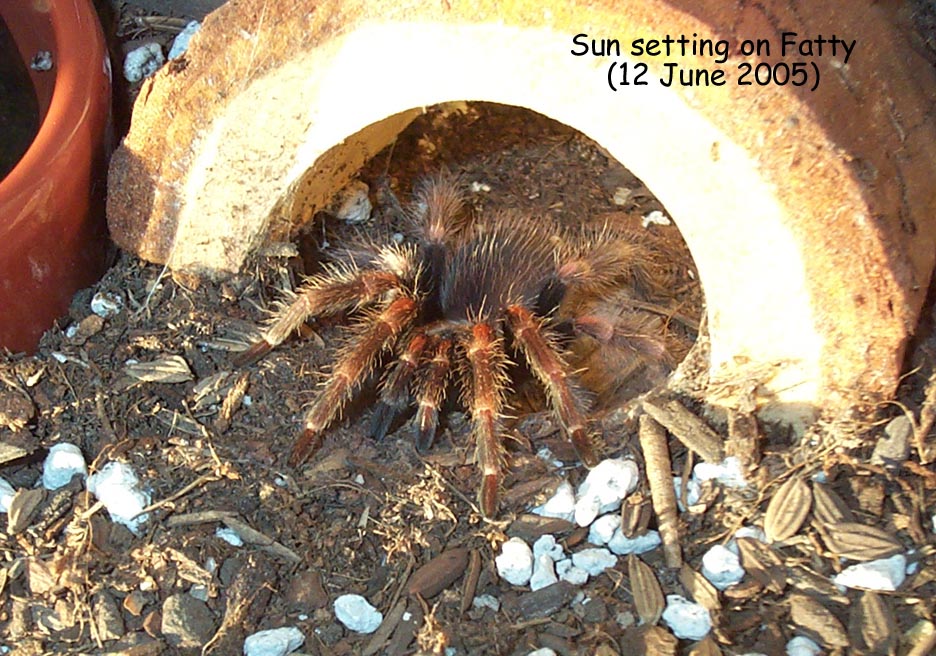 Setting sun Fatty