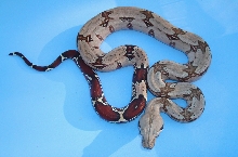 Suriname female