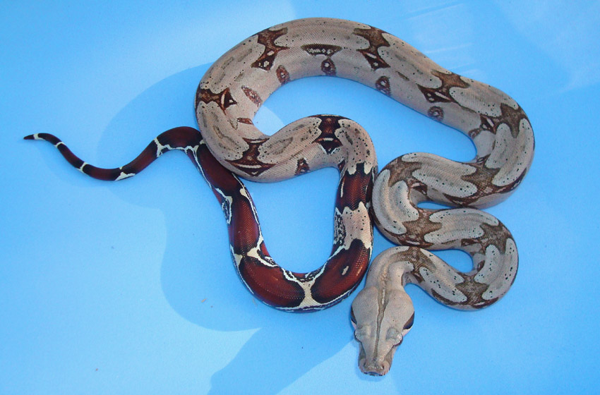 Suriname female