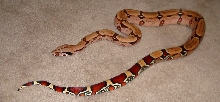 "Wildfire" Suriname boa