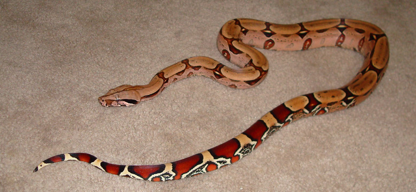 "Wildfire" Suriname boa