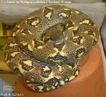 Sanzinia
