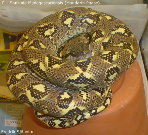 Sanzinia