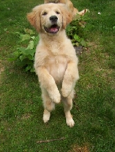Gally standing