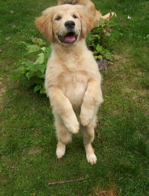 Gally standing