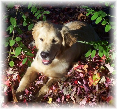 Gallagher in the leaves