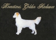 Hometimes Golden Radiance