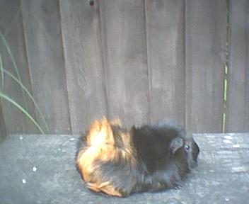 My Rosco!