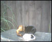 Rosco and Max