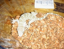 Sticky