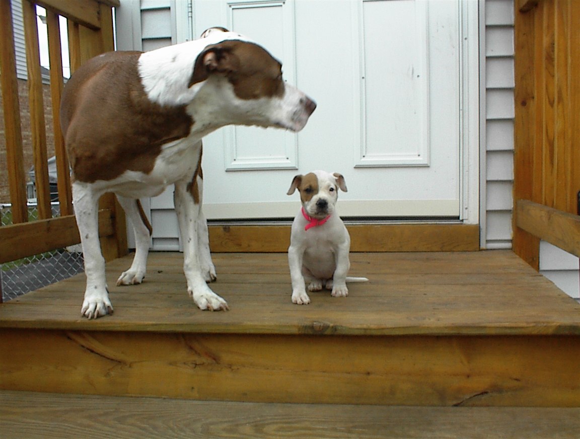 Rascal & Lola