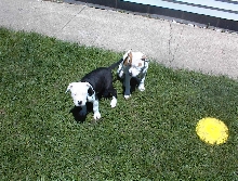 Brutus & Lola