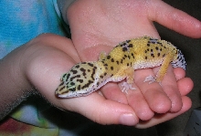 Livvy the leopard gecko