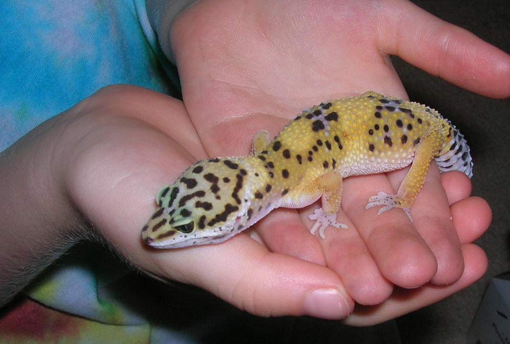 Livvy the leopard gecko