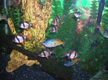Community Tank