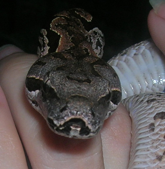 Business End of Dumeril's Boa