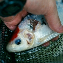 Long ago pic- this fish healed fully