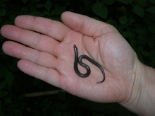 Juvenile worm snake