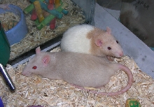 Rats!