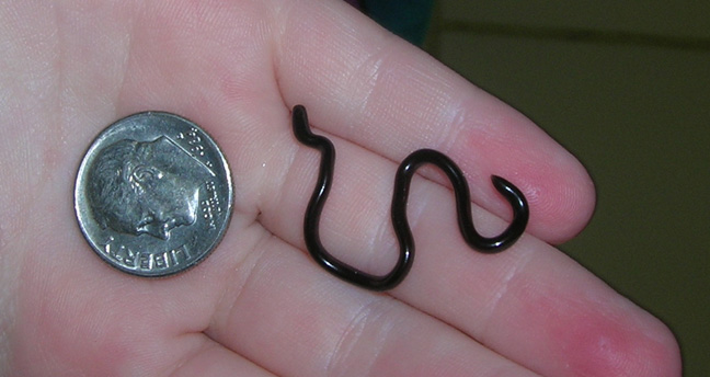 WC Brahminy Blind Snake
