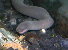 Caecilian eating