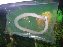 Unknown caecilian