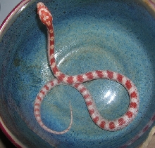 Candycane 2006