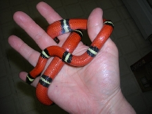 Female Sinaloan Milksnake