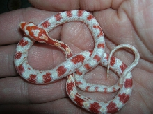 New Corn Hatchling