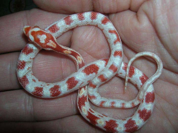 New Corn Hatchling