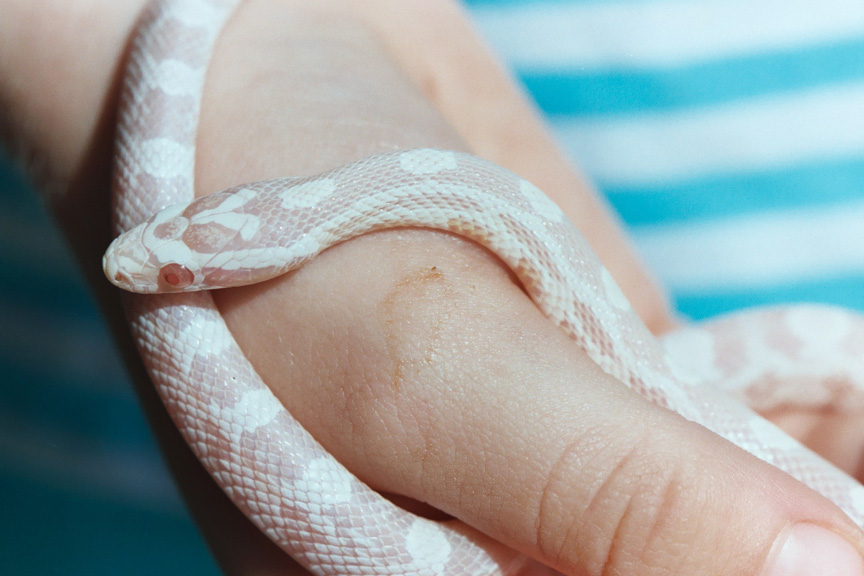 Snow corn- female