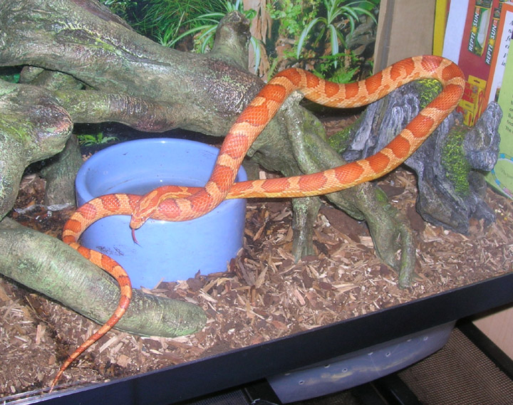 Crimson Corn