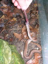 Dekay's Brown Snake