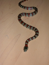L. m. greeri 2004 Male
