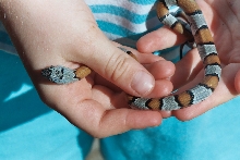 Gray banded king- female