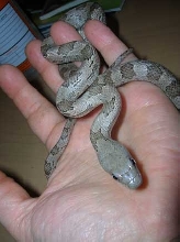 White Oaks Gray Rat