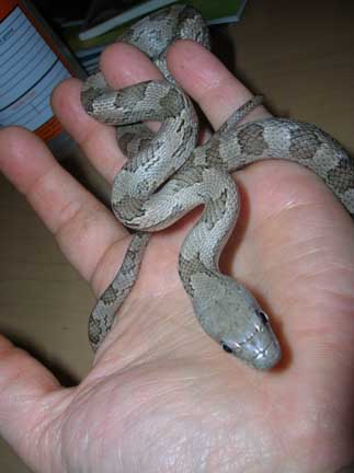 White Oaks Gray Rat