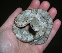 White Oaks Grey Rat