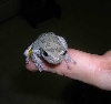 Grey Tree Frog