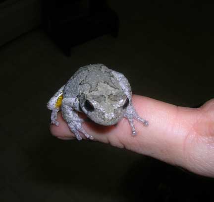 Grey Tree Frog