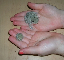 Grey Tree Frogs
