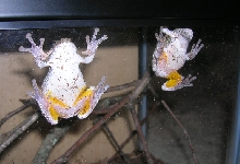 Grey tree frogs show yellow