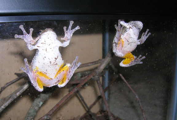Grey tree frogs show yellow