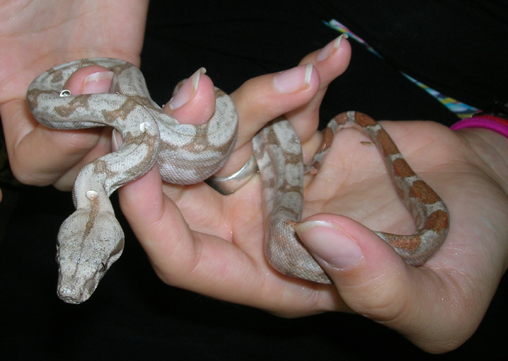 Hogg Island Boa
