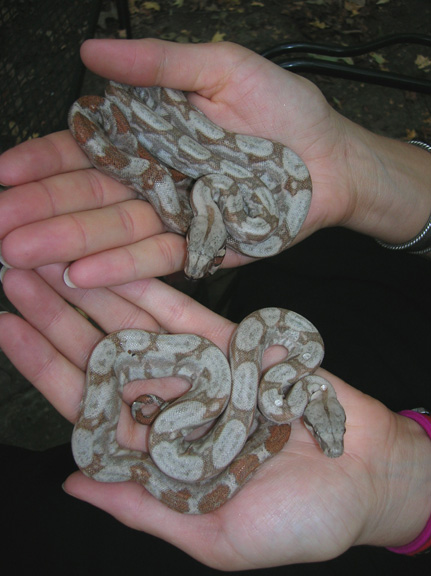 Pair of Hogg Island Boas