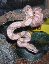 Hog Island Boa