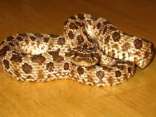 Male Western Hog