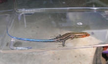 Pretty Southeastern Five Lined Skink