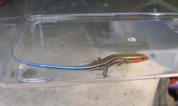 Pretty Southeastern Five Lined Skink